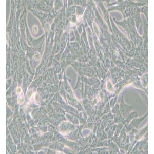 Panc02小鼠胰腺癌细胞