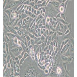 CTLA4/Ig-24中国仓鼠卵巢细胞