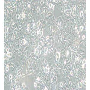  COS-1非洲绿猴SV40转化的肾细胞