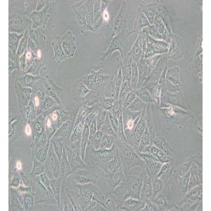 NCI-H1563人非小细胞肺癌细胞