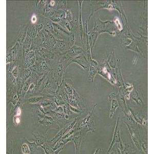 WPMY-1人正常前列腺基质永生化细胞