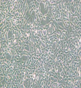 AAV-293人胚肾细胞主图