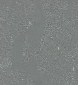 BxPC-3人原位胰腺腺癌细胞主图