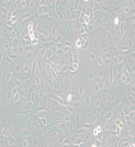 A549[A-549]人非小细胞肺癌细胞主图