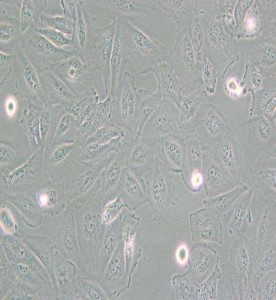 Daoy人髓母细胞瘤细胞主图