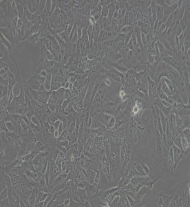 DLD-1人结直肠腺癌上皮细胞主图