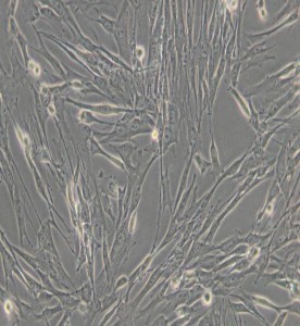 HFL1人胚肺成纤维细胞主图