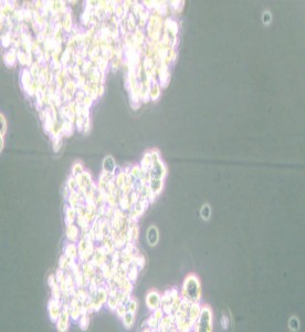 PC-12(High differentiation)大鼠肾上腺嗜铬细胞瘤细胞(高分化)