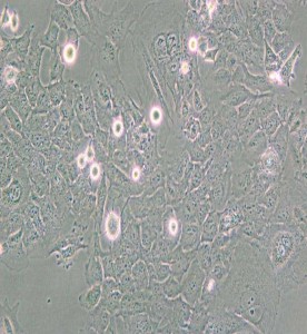 HMC3人小胶质细胞主图