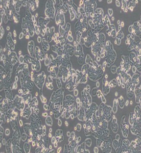 HT-29人结肠癌细胞主图