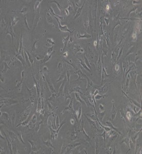 HULEC-5a人肺微血管内皮细胞主图