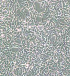 293[HEK-293]人胚肾细胞主图