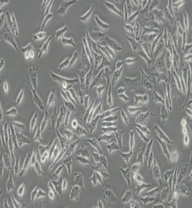 NCI-H358人非小细胞肺癌细胞主图