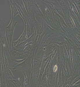 CCC-SMC-1兔主动脉平滑肌细胞