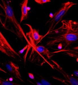 大鼠肺成纤维细胞主图