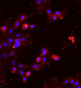 大鼠肝实质细胞主图