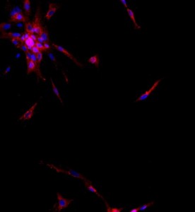 大鼠肝内胆管上皮细胞主图