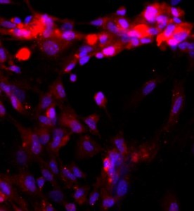 大鼠肝窦内皮细胞主图