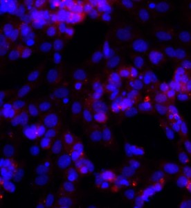 大鼠卵巢颗粒细胞主图