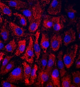 大鼠子宫颈上皮细胞主图