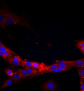 大鼠肾小球内皮细胞主图