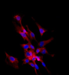大鼠前列腺上皮细胞主图