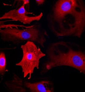 大鼠心肌细胞主图