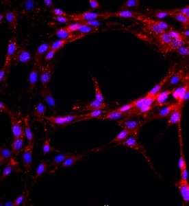 大鼠主动脉内皮细胞主图