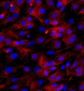 大鼠骨骼肌细胞主图
