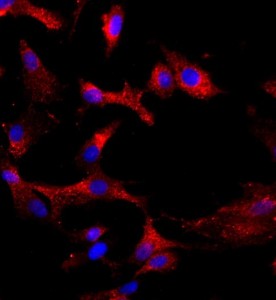 大鼠软骨细胞主图