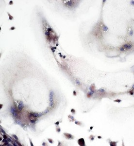 大鼠破骨细胞主图