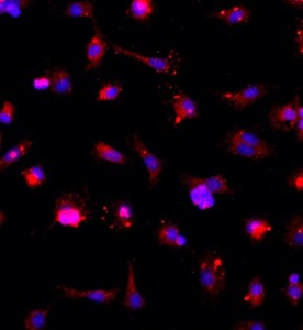 大鼠神经小胶质细胞主图
