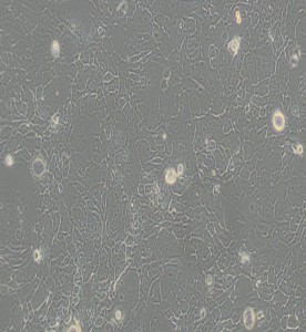 SW 1990人胰腺癌细胞(L15） 主图