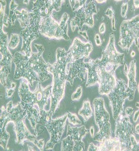 SW948人结肠腺癌细胞(L15) 主图