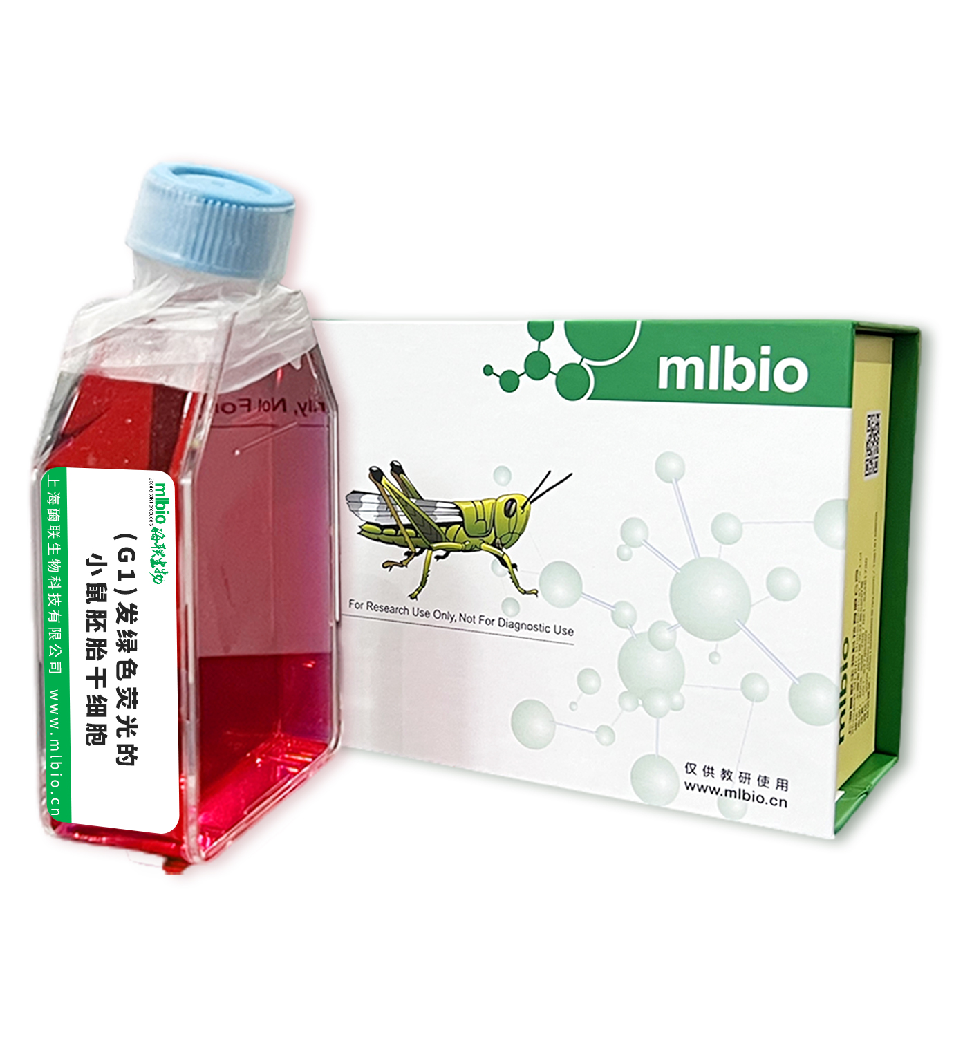 (G1)发绿色荧光的小鼠胚胎干细胞主图