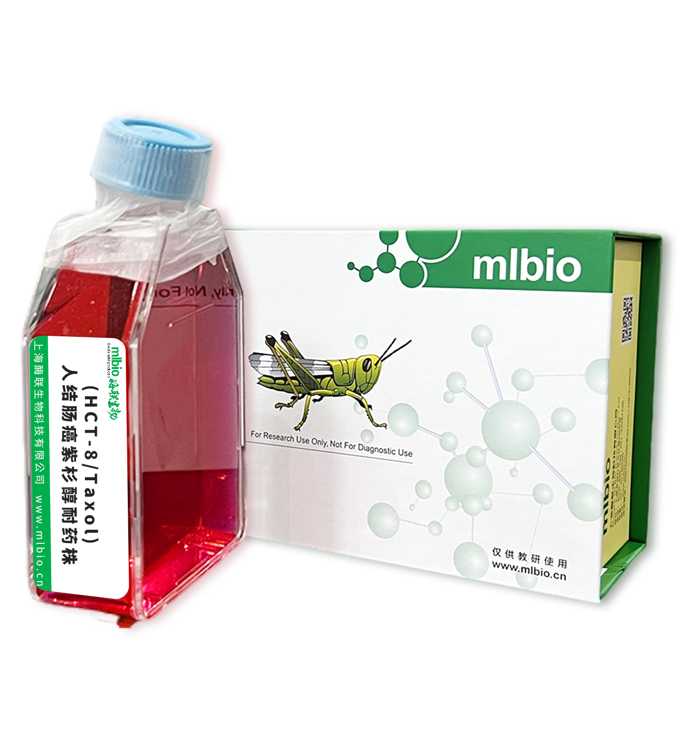 (HCT-8/Taxol)人结肠癌紫杉醇耐药株主图