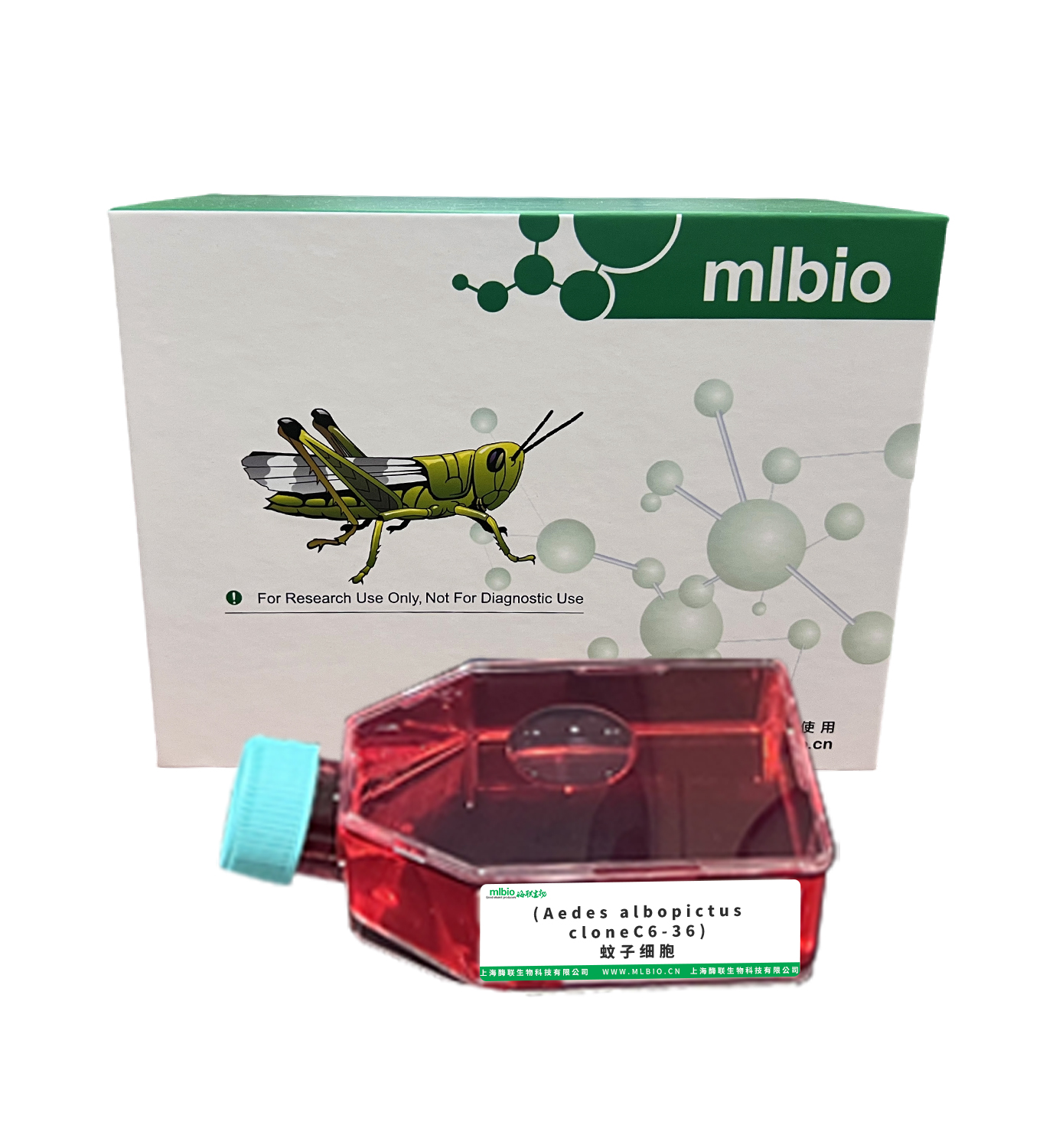 (Aedes albopictus cloneC6-36)蚊子细胞主图