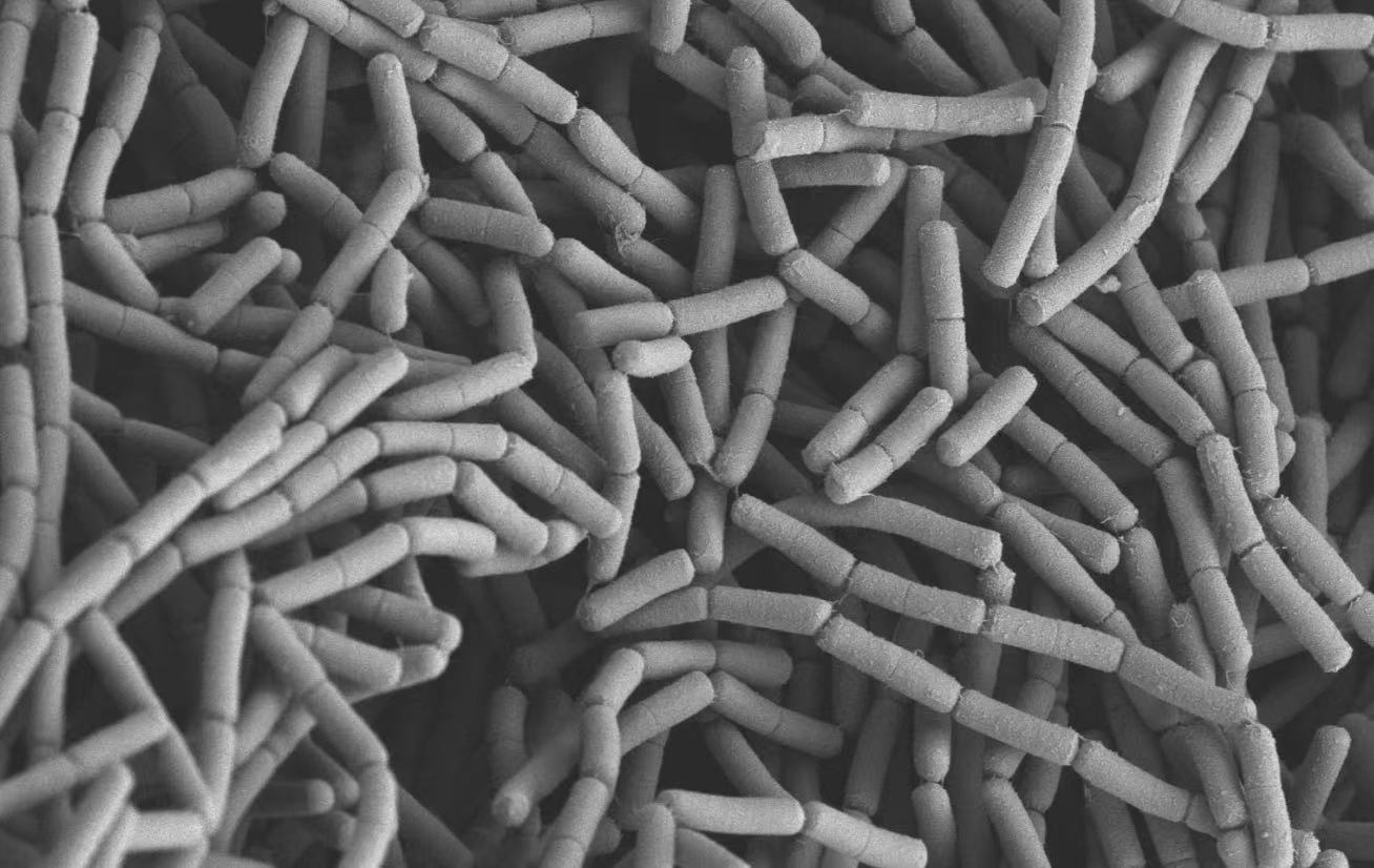 SEM扫描电镜全套主图