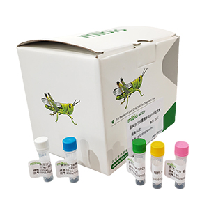 犬口腔滴虫探针法qPCR试剂盒(不含内参)主图