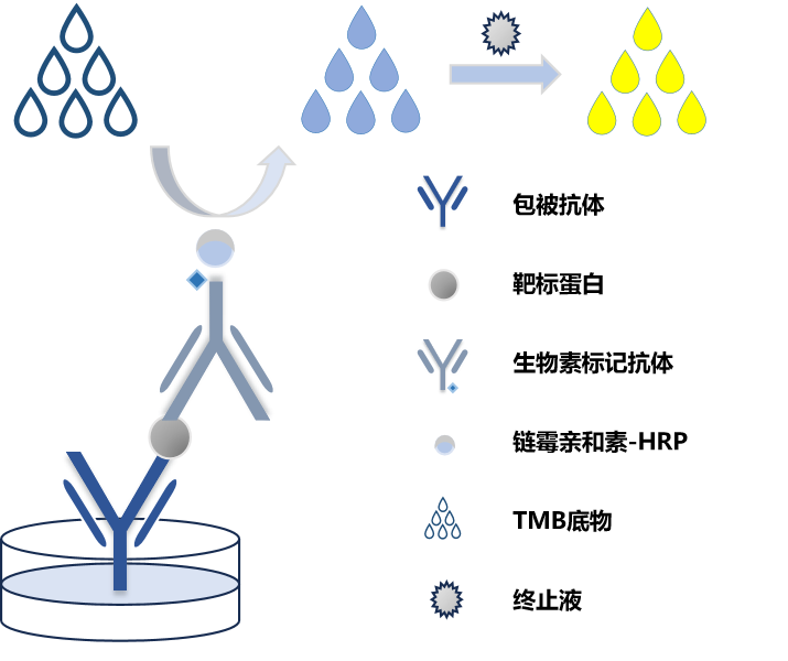 双抗体夹心模式图